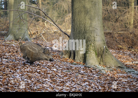 Marcassin en marche en forêt en hiver Banque D'Images