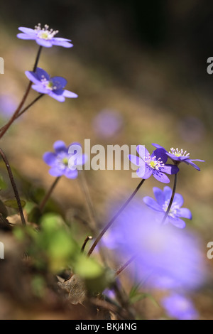 Une fleur snowdrop Banque D'Images