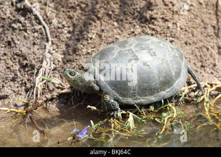 Étang européenne terrapin Emys orbicularis - Banque D'Images