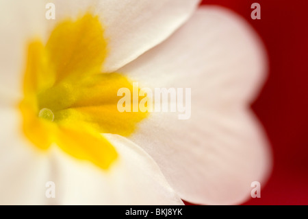 Fermer le centre d'une fleur, Primrose Primula vulgaris (fond rouge) Banque D'Images