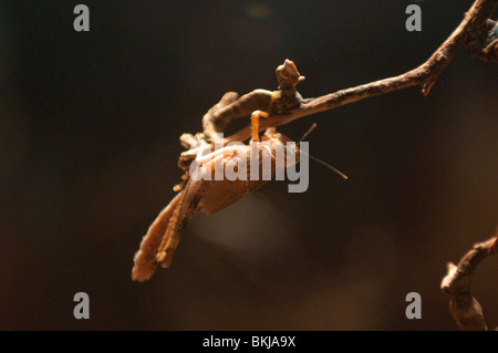 Sauterelle, couverture Valanga irregularis, Sydney Wildlife World, Sydney, Australie Banque D'Images