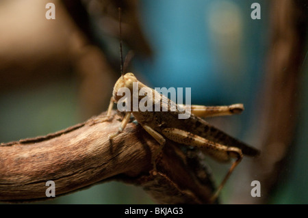 Sauterelle, couverture Valanga irregularis, Sydney Wildlife World, Sydney, Australie Banque D'Images