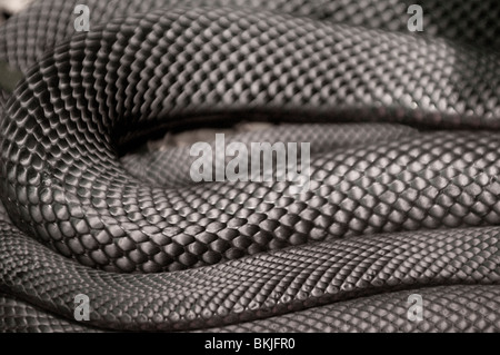 Red-bellied Black Snake, Pseudechis porphyriacus, Sydney Wildlife World, Sydney, Australie Banque D'Images