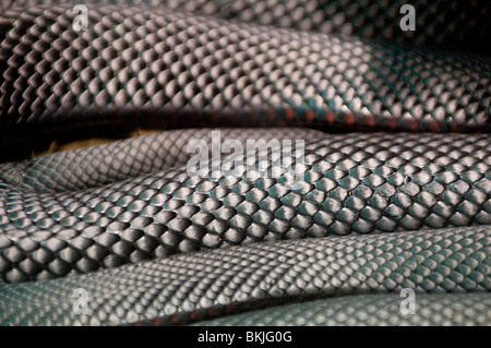 Red-bellied Black Snake, Pseudechis porphyriacus, Sydney Wildlife World, Sydney, Australie Banque D'Images