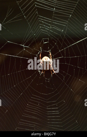 Spider, le Sydney Wildlife World, Sydney, Australie Banque D'Images