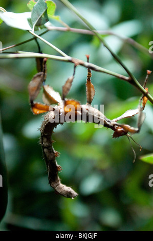 Feuille d'insecte, Extatosoma tiaratum, Sydney Wildlife World, Sydney, Australie Banque D'Images