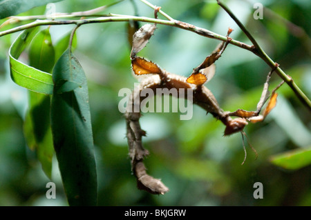 Feuille d'insecte, Extatosoma tiaratum, Sydney Wildlife World, Sydney, Australie Banque D'Images