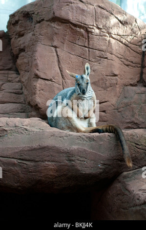 Yellow-footed rock wallaby, Petrogale xanthopus, Sydney Wildlife World, Sydney, Australie Banque D'Images