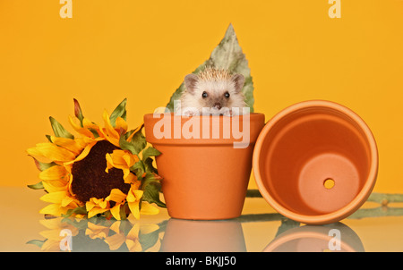 Un hérisson pygmée d'Afrique était assis dans une plante en pot un tournesol dans un style Anne Geddes photo Banque D'Images