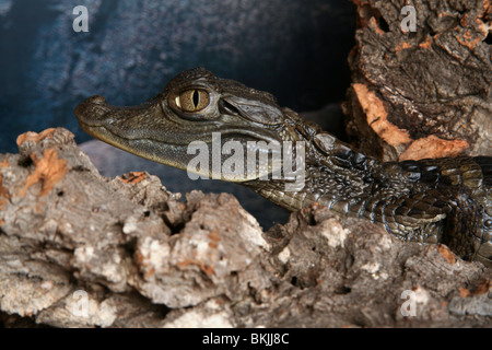 Un jeune crocodile vu d'un côté sur montrant tête, cou et épaule. Banque D'Images