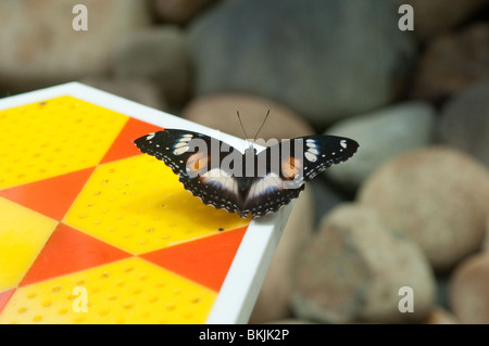 Papillon sur le convoyeur, le Sydney Wildlife World, Sydney, Australie Banque D'Images