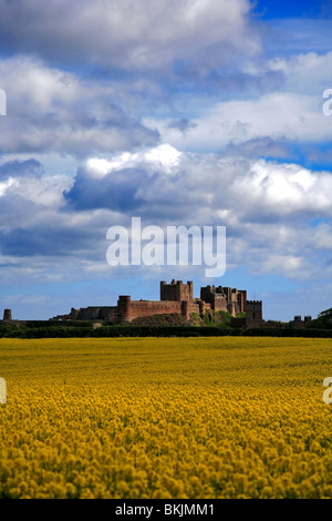 L'huile de colza sur le terrain de l'usine Château de Bamburgh North village Bamburgh Côte de Northumbrie Northumbrie en Angleterre Banque D'Images