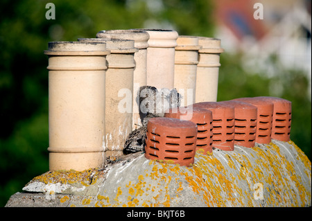 Un goéland argenté (poussin bébé mouette) diffuse ses ailes parmi les pots de cheminée sur le toit d'une maison à Brighton, East Sussex. Banque D'Images