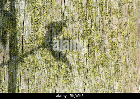 Le soleil jette une ombre sur les feuilles des plantes un vieux post en bois dans un jardin Banque D'Images