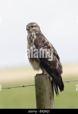 Buse variable Buteo buteo sur fencepost.Cornwall,Royaume-Uni. Banque D'Images