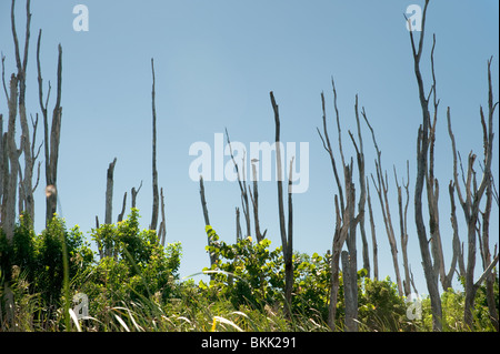 Les arbres morts situés dans Everglades de Floride, USA Banque D'Images