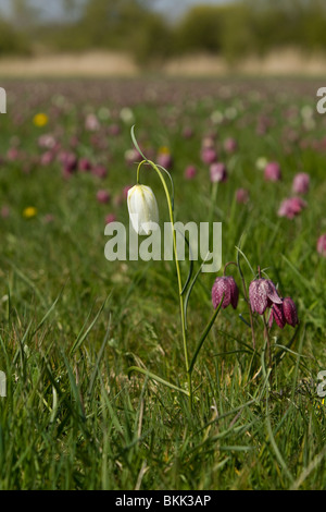 Serpents blanc head fritillary.Fritillaria meleagris photogrpahed Gloustershire en avril 2010 Banque D'Images