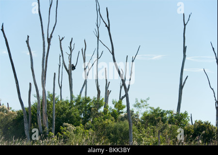 Les arbres morts situés dans Everglades de Floride, USA Banque D'Images