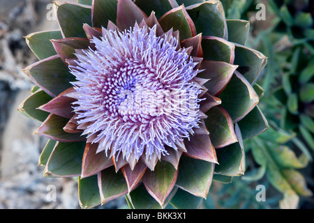 Fleur d'Artichaut plante. Banque D'Images