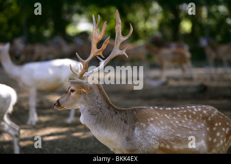 Homme avec des cornes de cerf bon profil Vue de côté avec les femmes Banque D'Images