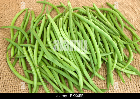 Haricots 'PHASEOLUS VULGARIS', la récolte. Banque D'Images