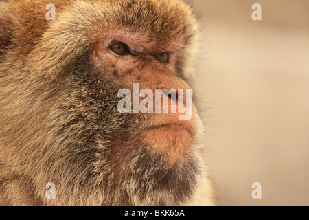 Gros plan d'un macaque de Barbarie, ou plus couramment appelé, le Gibraltar Singe, tourné en haut de Gibraltar. Banque D'Images