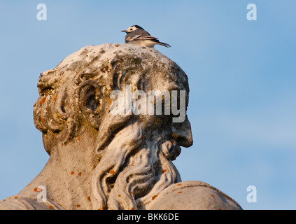 Un pied d'oiseau bergeronnette se trouve au sommet d'une statue de Nymphenburg à Munich, Allemagne Banque D'Images