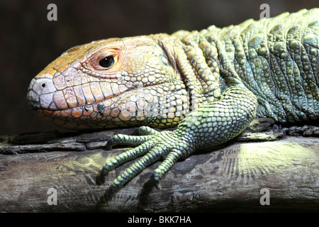 Le nord de lézard Caiman Dracaena guianensis Banque D'Images