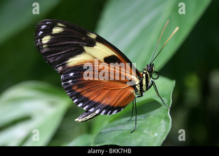 Heliconian Heliconius ismenius tigre Banque D'Images