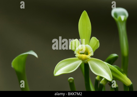 La vanille (Vanilla planifolia), fleur. Banque D'Images