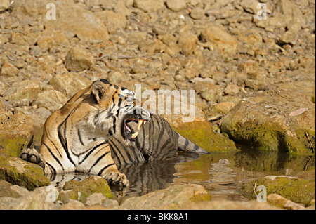 Tigre dans un trou d'eau à Ranthambhore Banque D'Images
