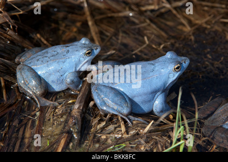 Moor Frog (Rana arvalis), deux hommes de couleur bleu en eau peu profonde. Banque D'Images