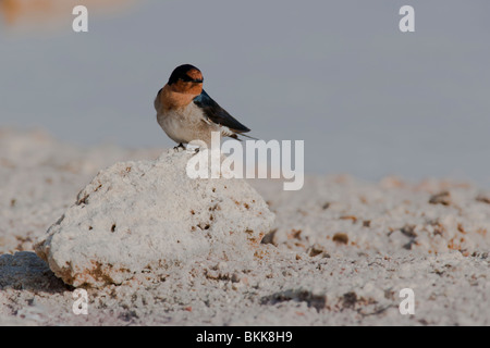 Bienvenue avaler. Hirundo neoxena. Rottnest Island, Australie de l'Ouest Banque D'Images