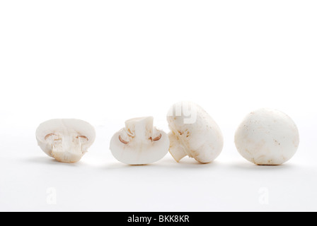 Agaricus Champignons Champignons bisphorus Banque D'Images