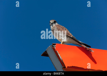 Nankeen Kestrel. Falco cenchroides. Perché Rottnest Island Australie Occidentale Banque D'Images