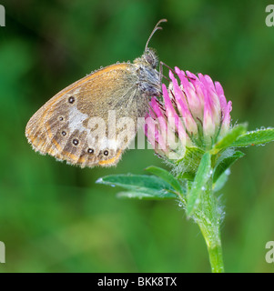 Chestnut Heath (Coenonympha glycerion), papillon sur une fleur rouge Clower. Banque D'Images