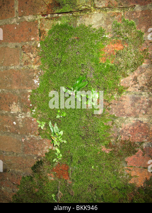 Moss et scolopendre (Phyllitis scolopendrium) ogrowing sur mur humide Banque D'Images