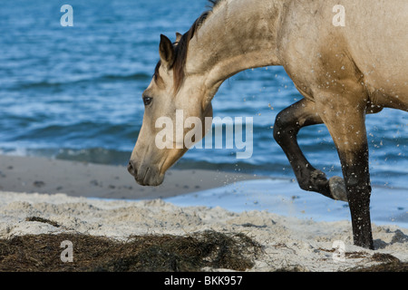 Etalon Cheval Quarab Banque D'Images