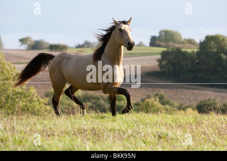 Etalon Cheval Quarab Banque D'Images