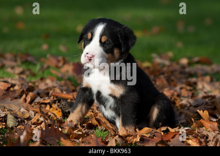 Grand Swiss Mountain Dog puppy Banque D'Images