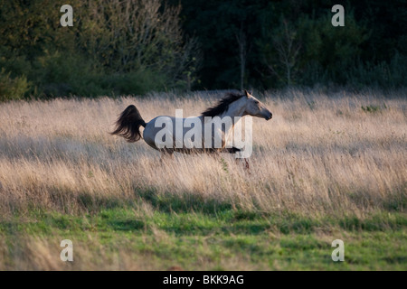 Etalon Cheval Quarab Banque D'Images