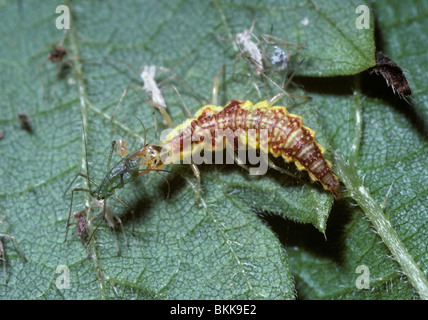 Le garrot (vert) (chrysope Chrysoperla carnea : Chrysopidae) larve se nourrissant d'une ortie puceron, UK Banque D'Images