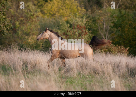 Etalon Cheval Quarab Banque D'Images