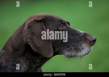 Braque Allemand Portrait Banque D'Images