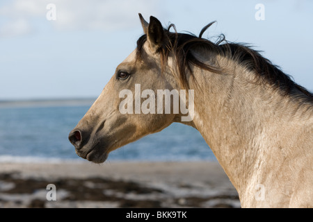 Etalon Cheval Quarab Banque D'Images