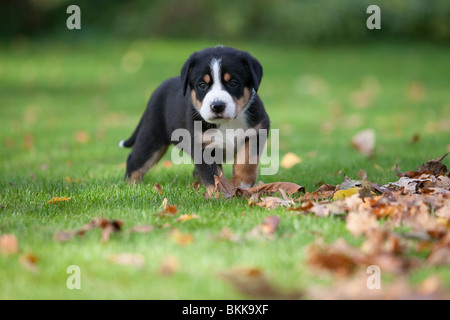 Grand Swiss Mountain Dog puppy Banque D'Images