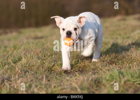 L'exécution de Bulldog anglais Banque D'Images