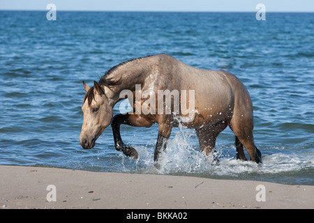 Etalon Cheval Quarab Banque D'Images