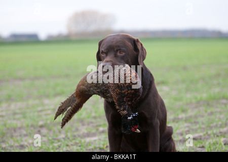 Labrador Retriever avec faisan Banque D'Images