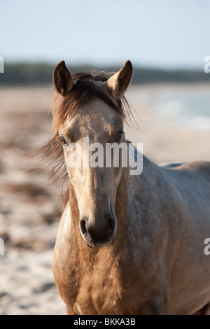 Etalon Cheval Quarab Banque D'Images